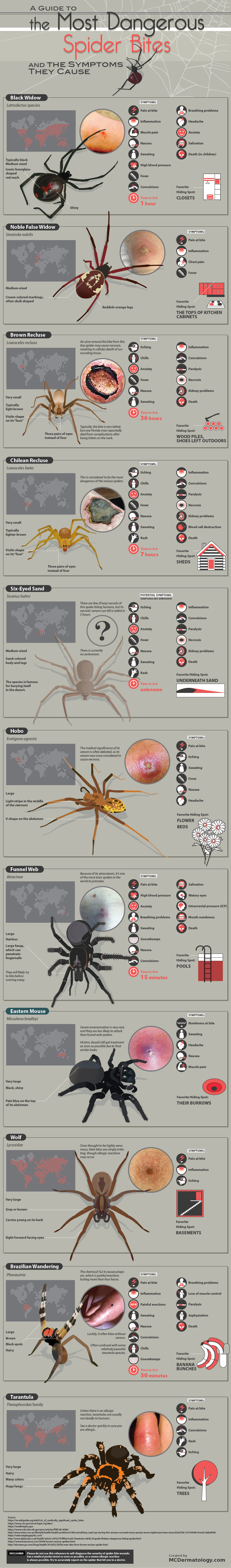 Identifying and Treating Spider Bites